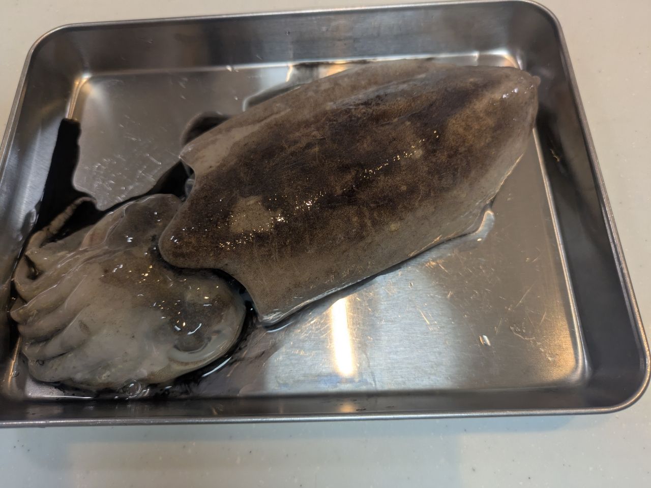 コウイカ