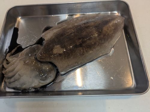 コウイカの釣果