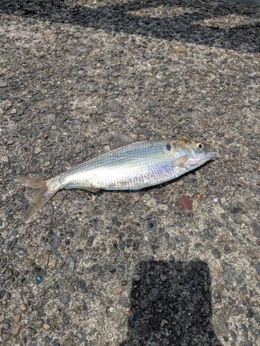 コノシロの釣果