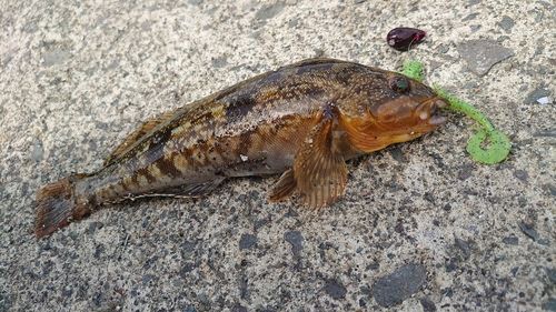 アイナメの釣果