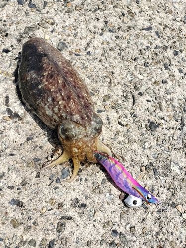 コウイカの釣果