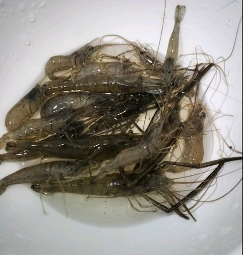 テナガエビの釣果