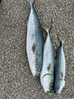 ワラサの釣果