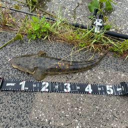マゴチ