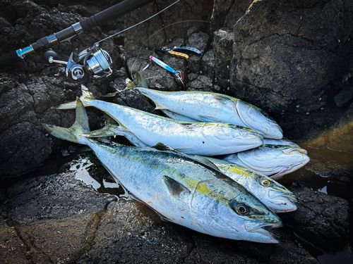 ワラサの釣果