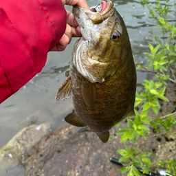 スモールマウスバス