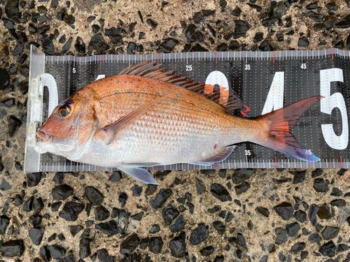 マダイの釣果