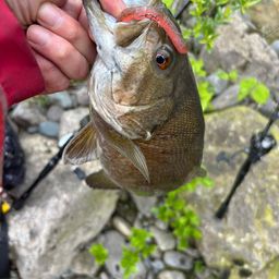 スモールマウスバス