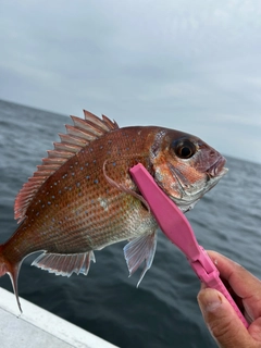 マダイの釣果