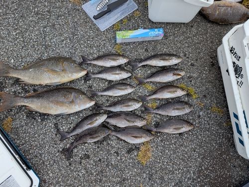 タマンの釣果