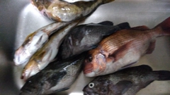 マダイの釣果