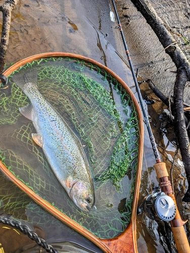 ニジマスの釣果