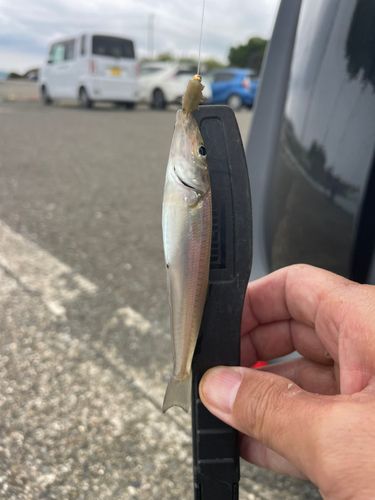 キスの釣果