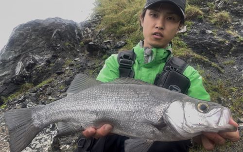 セイゴ（ヒラスズキ）の釣果