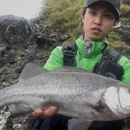 セイゴ（ヒラスズキ）