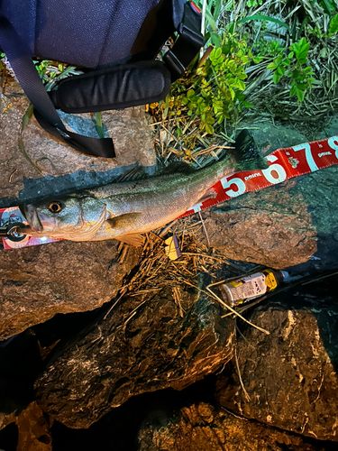 シーバスの釣果