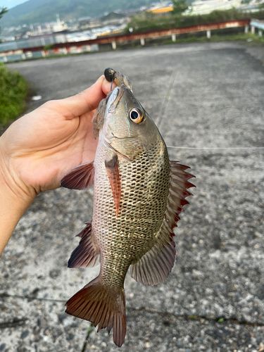 マングローブジャックの釣果