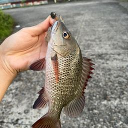 マングローブジャック