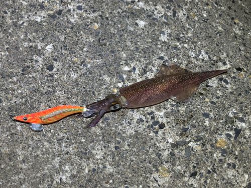 ヤリイカの釣果