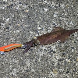 ヤリイカ