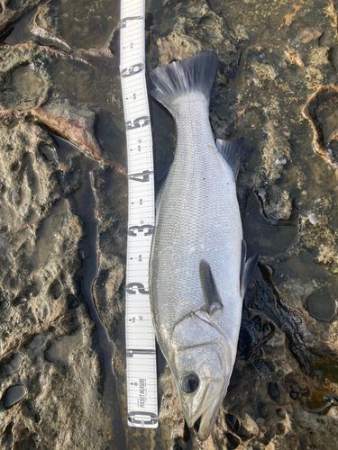 ヒラスズキの釣果