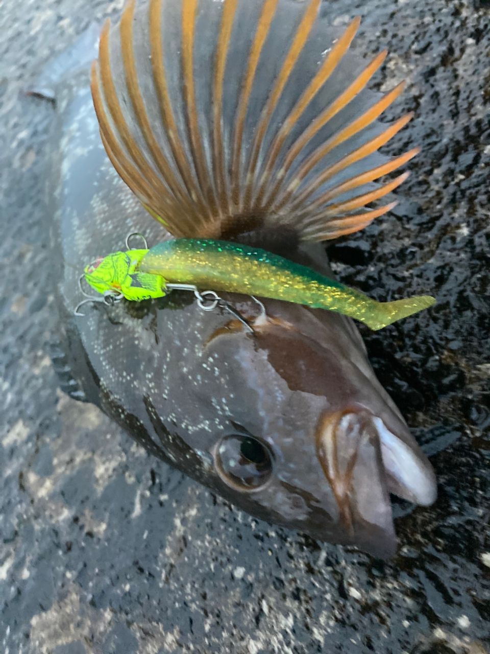 アイナメ