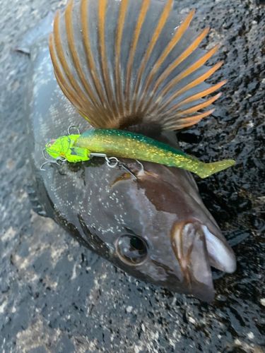 アイナメの釣果