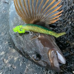 アイナメ