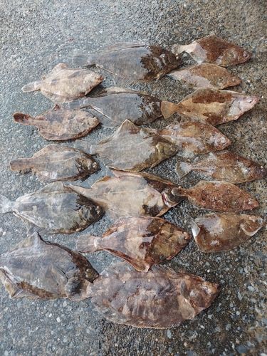 マコガレイの釣果