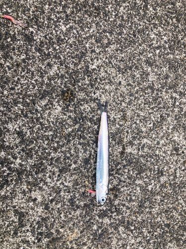 カタクチイワシ