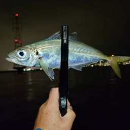 アジ