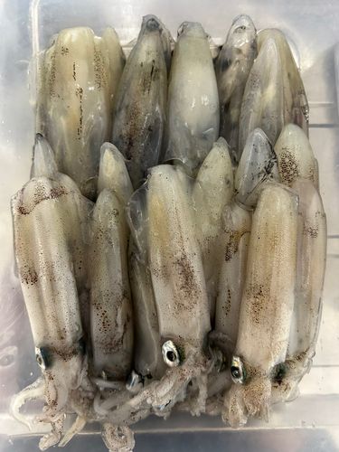 ヒイカの釣果