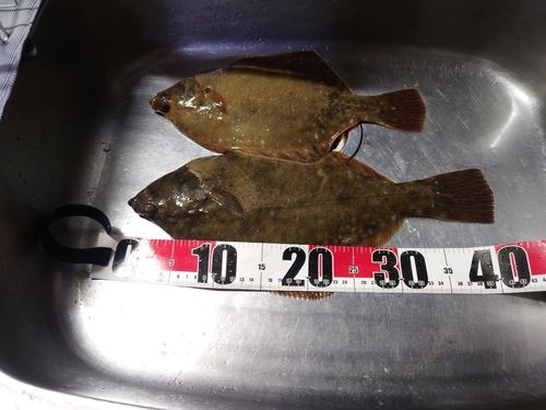 マコガレイの釣果