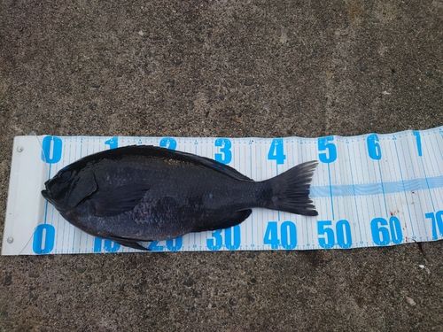 グレの釣果
