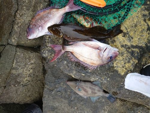 グレの釣果