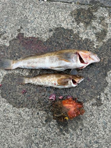 アイナメの釣果