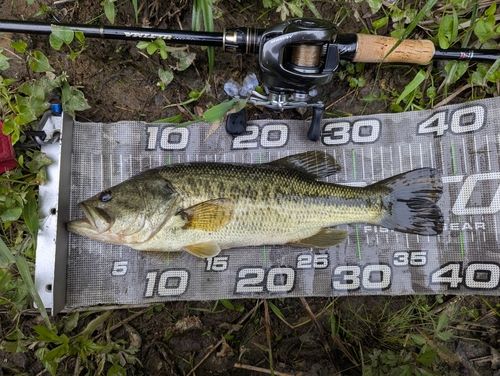 ラージマウスバスの釣果