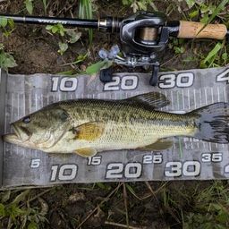 ラージマウスバス