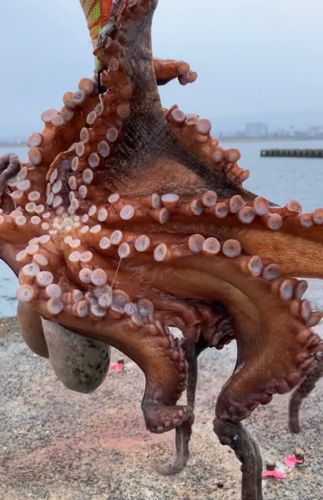 タコの釣果