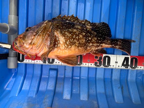 ウッカリカサゴの釣果