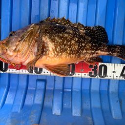 ウッカリカサゴ