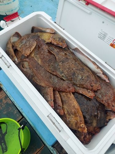 ナメタガレイの釣果