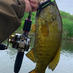 スモールマウスバス