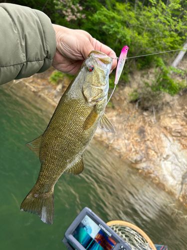 スモールマウスバスの釣果