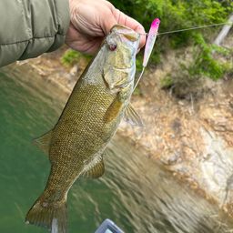 スモールマウスバス