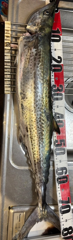 サワラの釣果