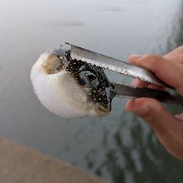 クサフグ
