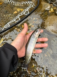 イワナの釣果