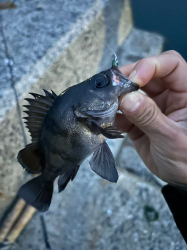 シロメバルの釣果