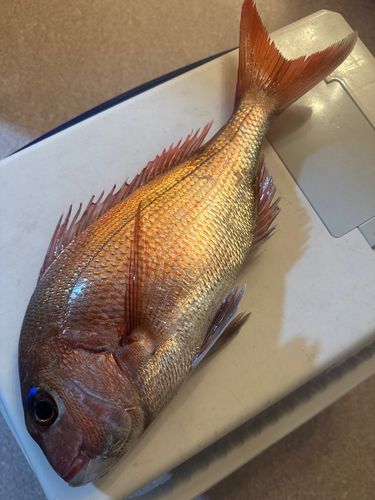 タイの釣果